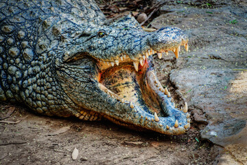 Menacing Crocodile Close Up