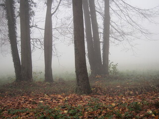 november afternoon in white thick fog, walk in the castle forest park in dry weather, trees in the gray afternoon
