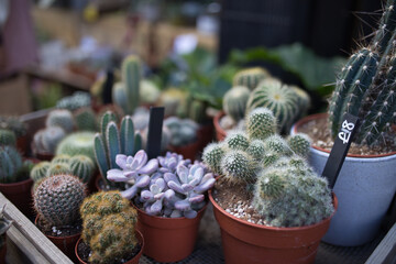 cactus on sale 
