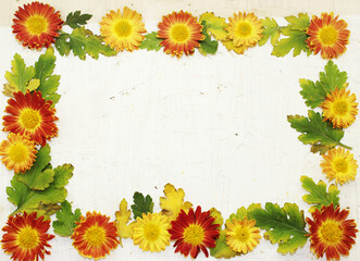 autumn frame with yellow-red chrysanthemum flowers and green leaves on white background