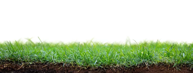 Photo sur Plexiglas Herbe Patch d& 39 herbe verte avec de la terre et des racines exposées