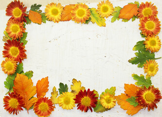 Naklejka na ściany i meble autumn frame with yellow-red chrysanthemum flowers and green orange leaves on white background