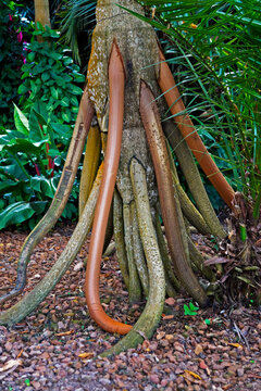Walking palm roots (Socratea exorrhiza), Minas Gerais, Brazil