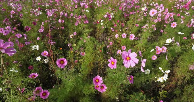  Cosmos bipinnatus commonly called the garden cosmos or Mexican aster.