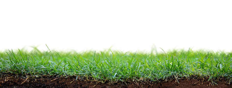 Green Grass Patch With Dirt And Roots Exposed