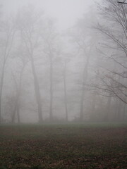 november afternoon in white thick fog, walk in the castle forest park in dry weather, trees in the gray afternoon