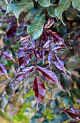 Purple new leaf (Leea rubra)