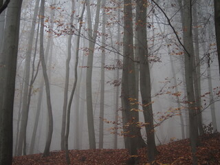 november afternoon in white thick fog, walk in the castle forest park in dry weather, trees in the gray afternoon
