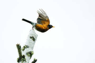 Side view from below of a robin taking flight from a birch snag