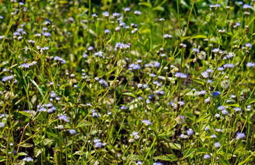 Field with flowering weeds (Chromolaena maximilianii) 