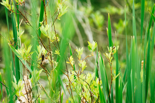 View through the reeds of a songbird singing