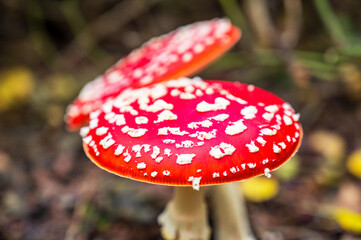 amanita muscaria fly agaric