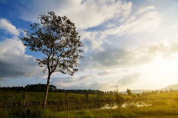 Obraz premium Landscape of Grassland and trees in Thung Salaeng Luang National Park Phetchabun province Thailand.