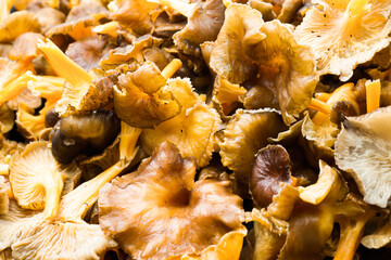 Forest mushrooms, winter chanterelles (Craterellus tubaeformis) in a frying pan during fall.