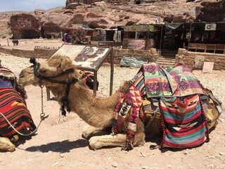 Camel 