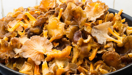 Forest mushrooms, winter chanterelles (Craterellus tubaeformis) in a frying pan during fall.