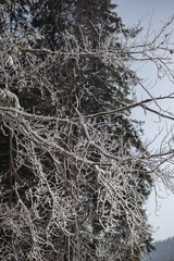 roots of a tree in the snow