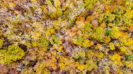 Vista aerea dal drone di boschi e foreste durante l'autunno con foliage