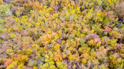 Vista aerea dal drone di boschi e foreste durante l'autunno con foliage