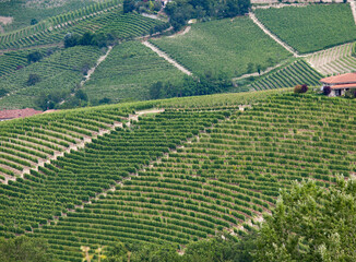 vineyards in Provence France