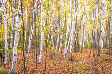Birch trees in a Massachusetts forest