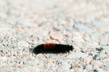 Closeup of a wooly bear caterpillar on small rocks