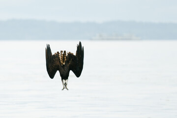 Closeup view of an osprey diving into Puget Sound in Seattle