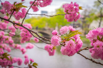 Fototapeta na wymiar Cherry Blossoms along the Charles River in Boston