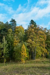Trees in fall colors on a sunny day
