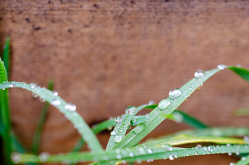 Close-up morning dew water droplets 