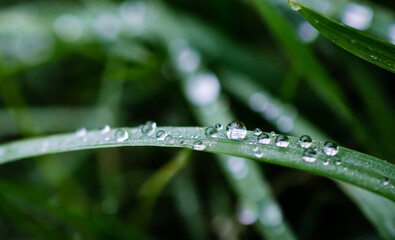 Close-up morning dew water droplets 