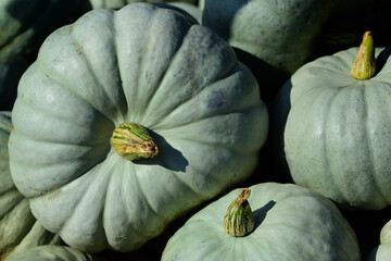 Several large green pumpkins are lying next to each other