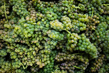 overhead view of clusters of green grapes piled on top of one another