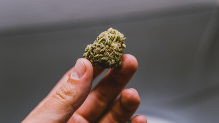 checking  fresh marijuana buds in male hands. Trimming medical m