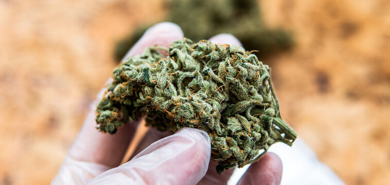 Modern Marijuana strains in 2020. Healing medical strains of wee