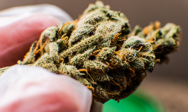 Modern Marijuana strains in 2020. Healing medical strains of wee