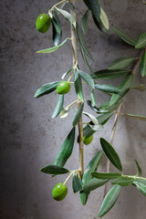 Macro Studio Photo of Olives on Branch