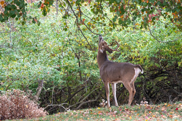 White-tailed deer buck in fall