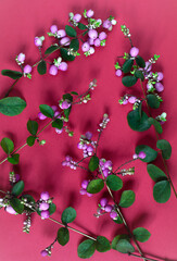 Branches with pink berries of snowberry pink. Unusual plant. Mock-up for phone saver