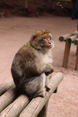 barbary macaque