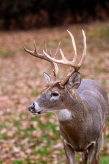 Naklejka na ściany i meble White-tailed deer buck lip curl