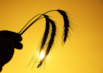 Woman or man hand holding three stalk wheat ears sunset sky sunrise orange sun rays light...