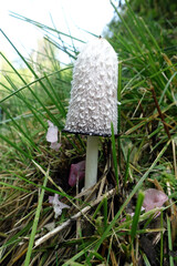 Schopf-Tintling (Coprinus comatus),  Spargelpilz