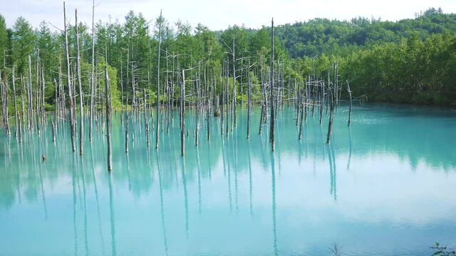 Natural wonder of Biei, Hokkaido - the Blue Pond on a sunny summer day