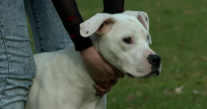 Dogo argentino - argentinian young dog with the owner