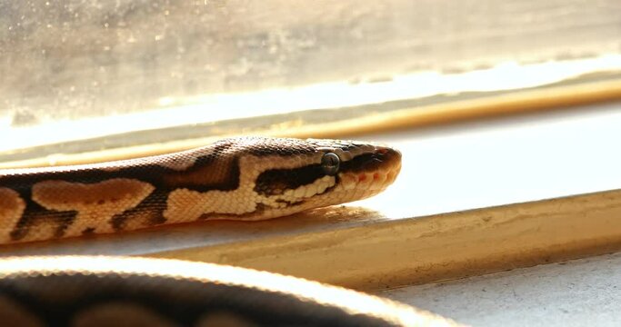 Close up on ball python
