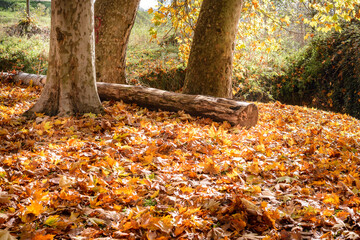 Paisaje y colores de un bosque en oto&ntilde;o