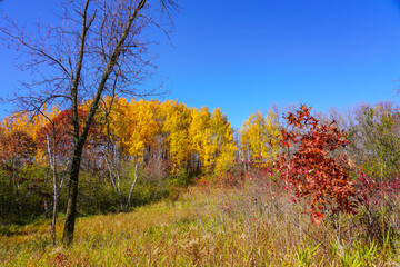 Fototapeta na wymiar Beautiful fall Forest Scenery