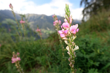Saat-Esparsette (Onobrychis viciifolia), auch Futter-Esparsette