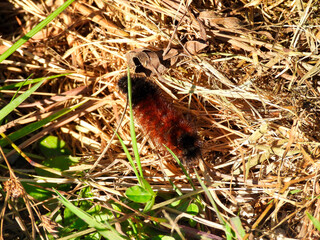 Woolly Bear Caterpillar Walks Through Green and Brown Grass in the Sunlight Showing off Its Brown and Black Fuzzy Fur in Closeup Macro View